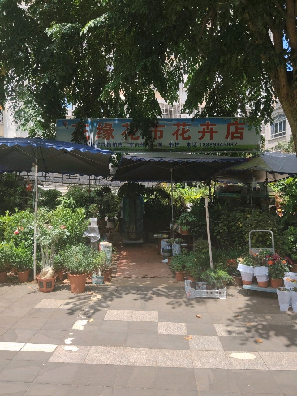 花缘花市花卉店