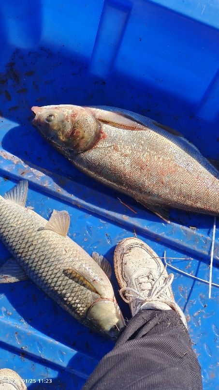 楚雄市苍岭镇中马房大兴坝钓鱼塘