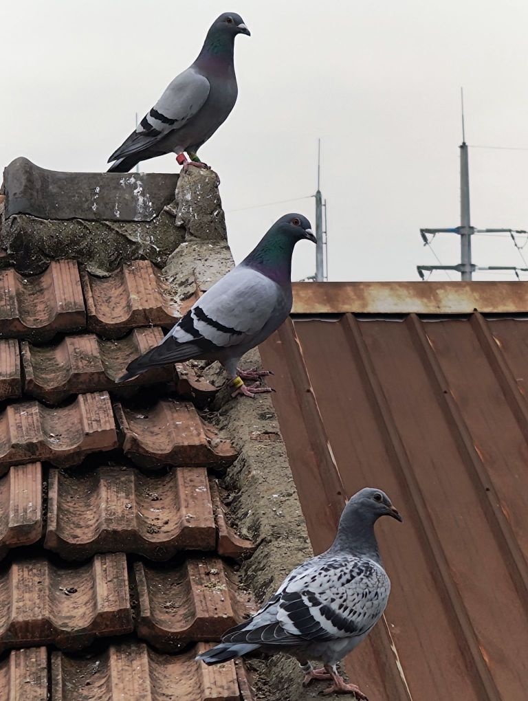 清真兰州骨汤牛肉面