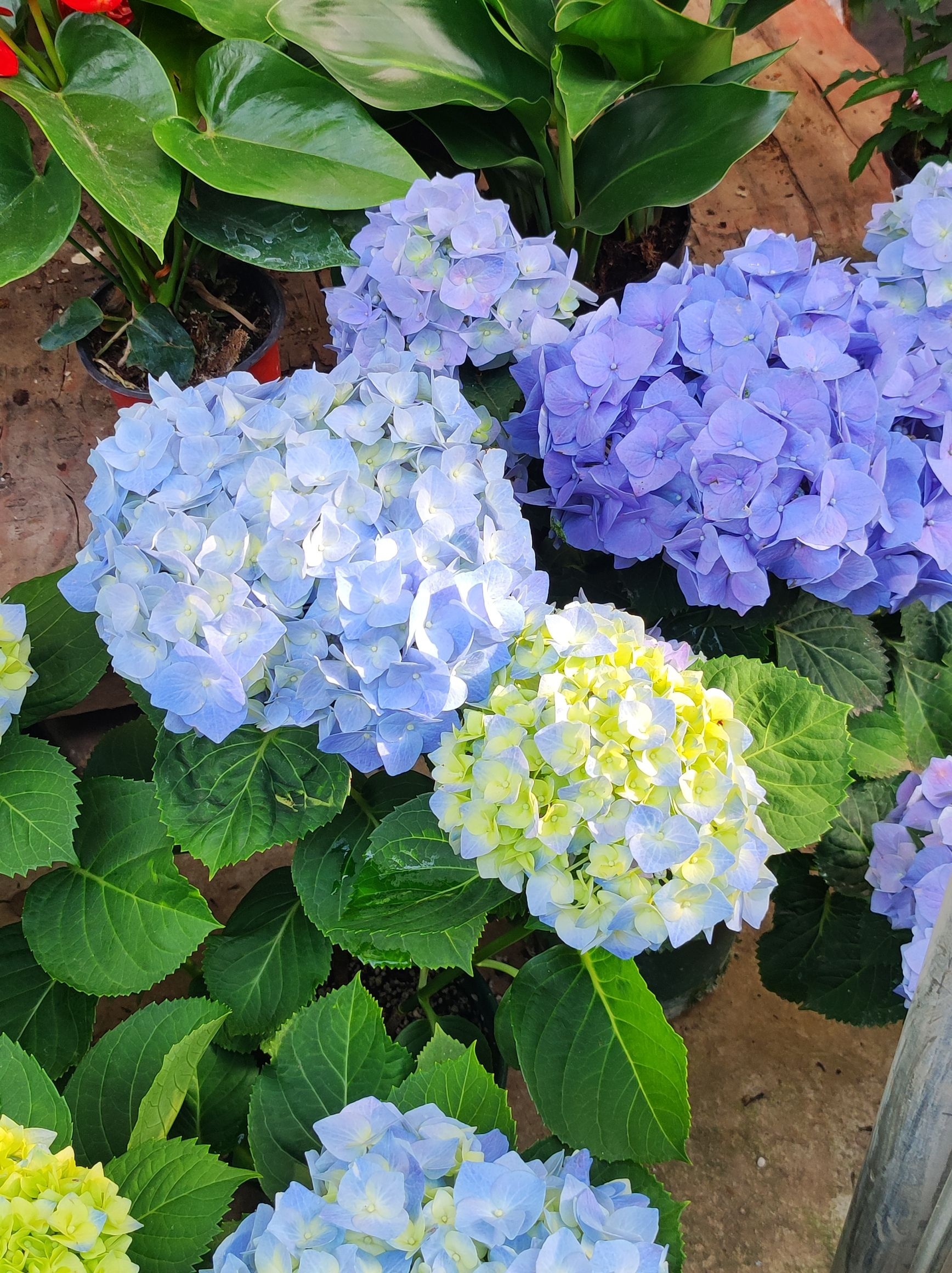 桂林市花鸟市场