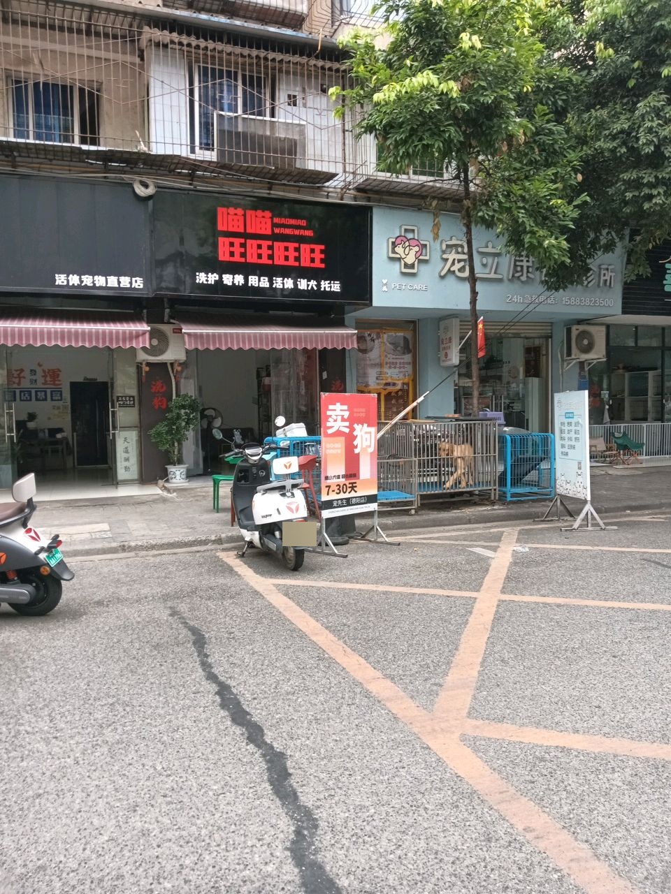 喵喵旺旺旺旺