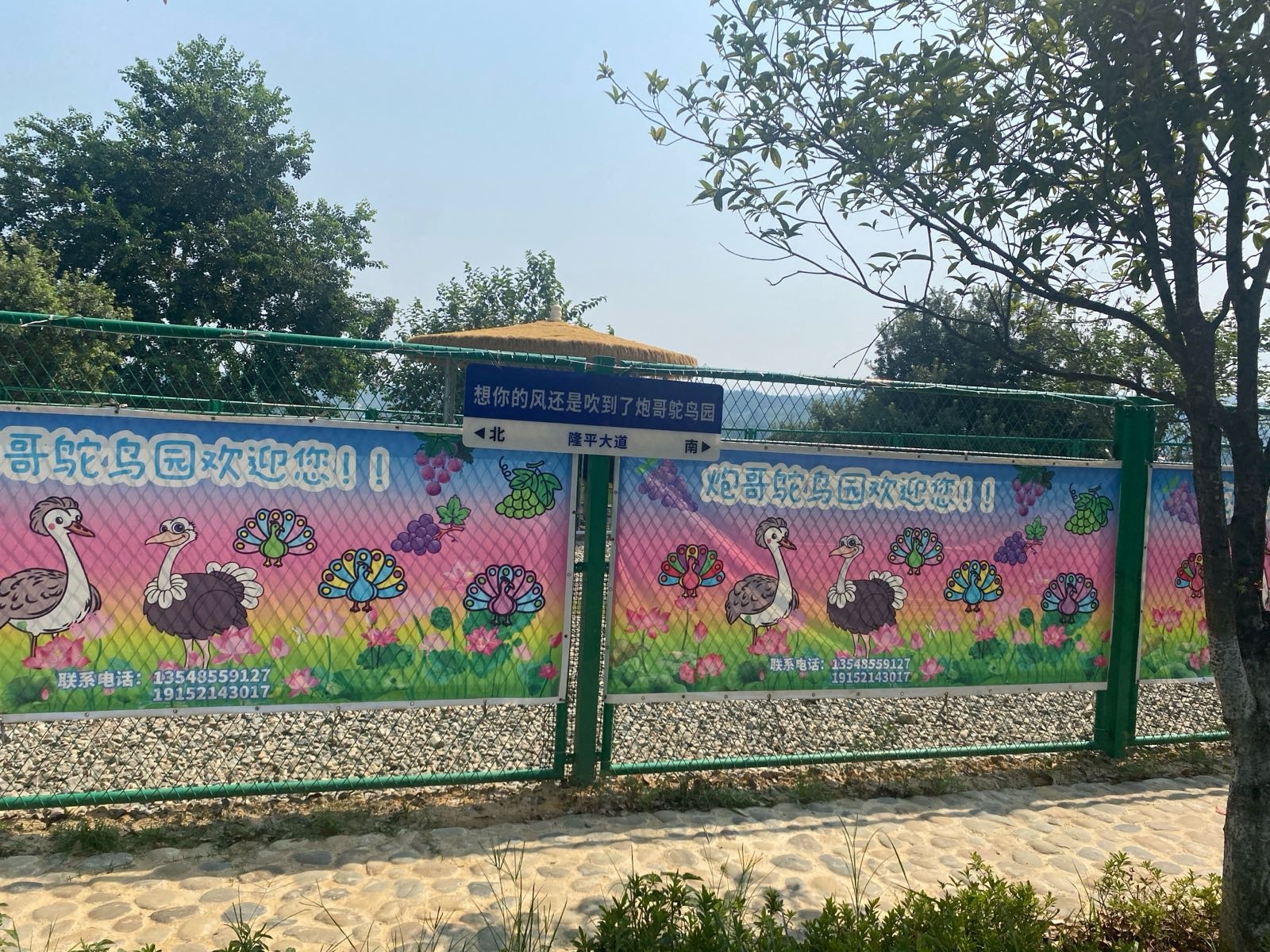 炮哥鸵鸟园