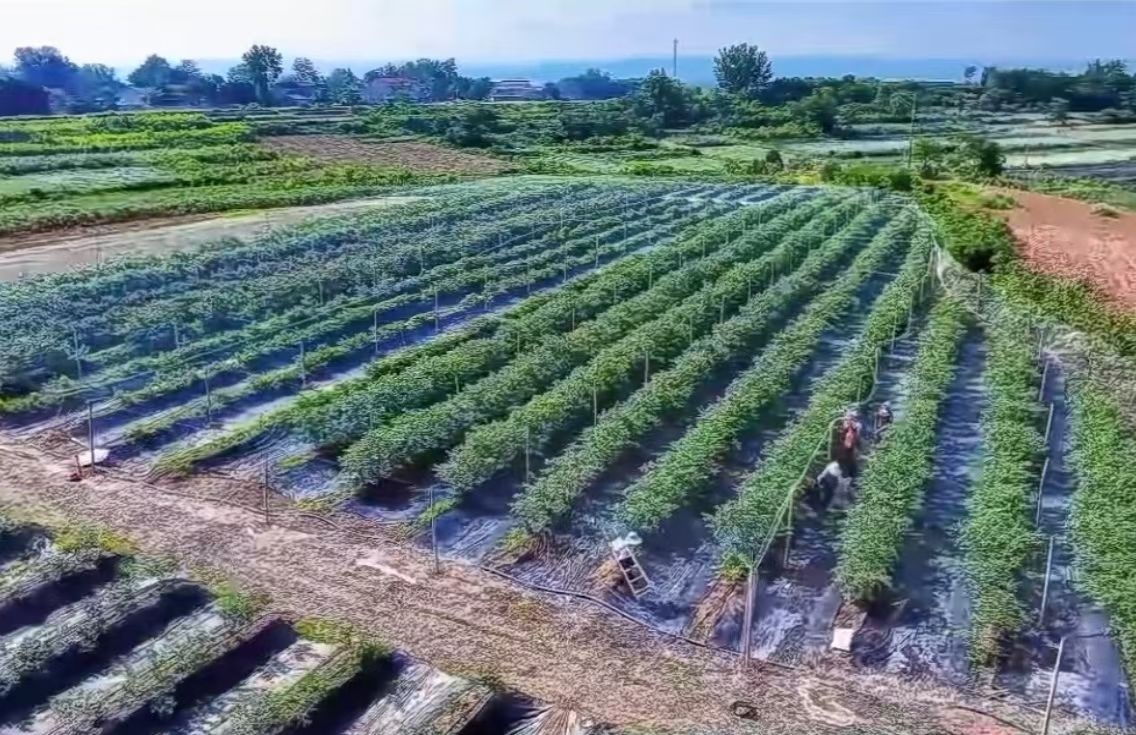 禹丰蓝莓农庄