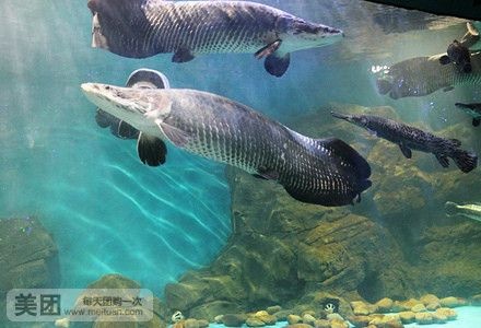 深圳野生动物园-海洋天地