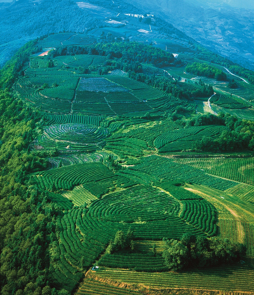 白象山茶园