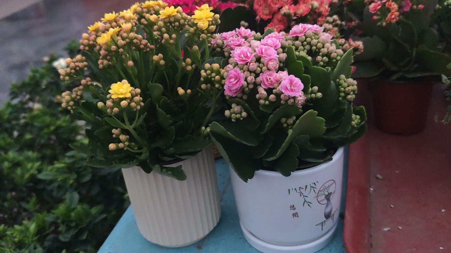 奥利奥花卉