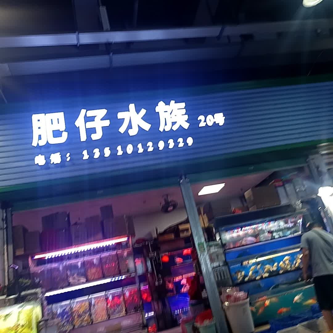肥仔水族