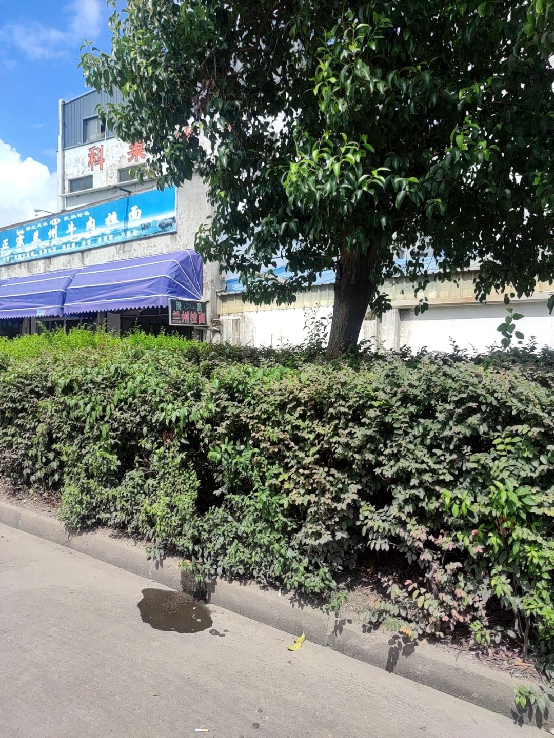 清真正宗兰州牛肉拉面