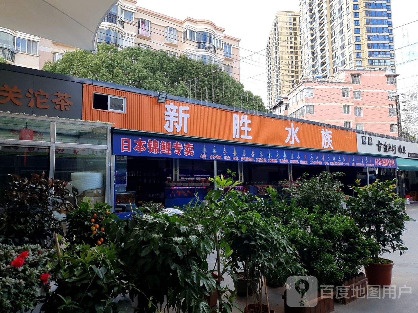 胜石料水族