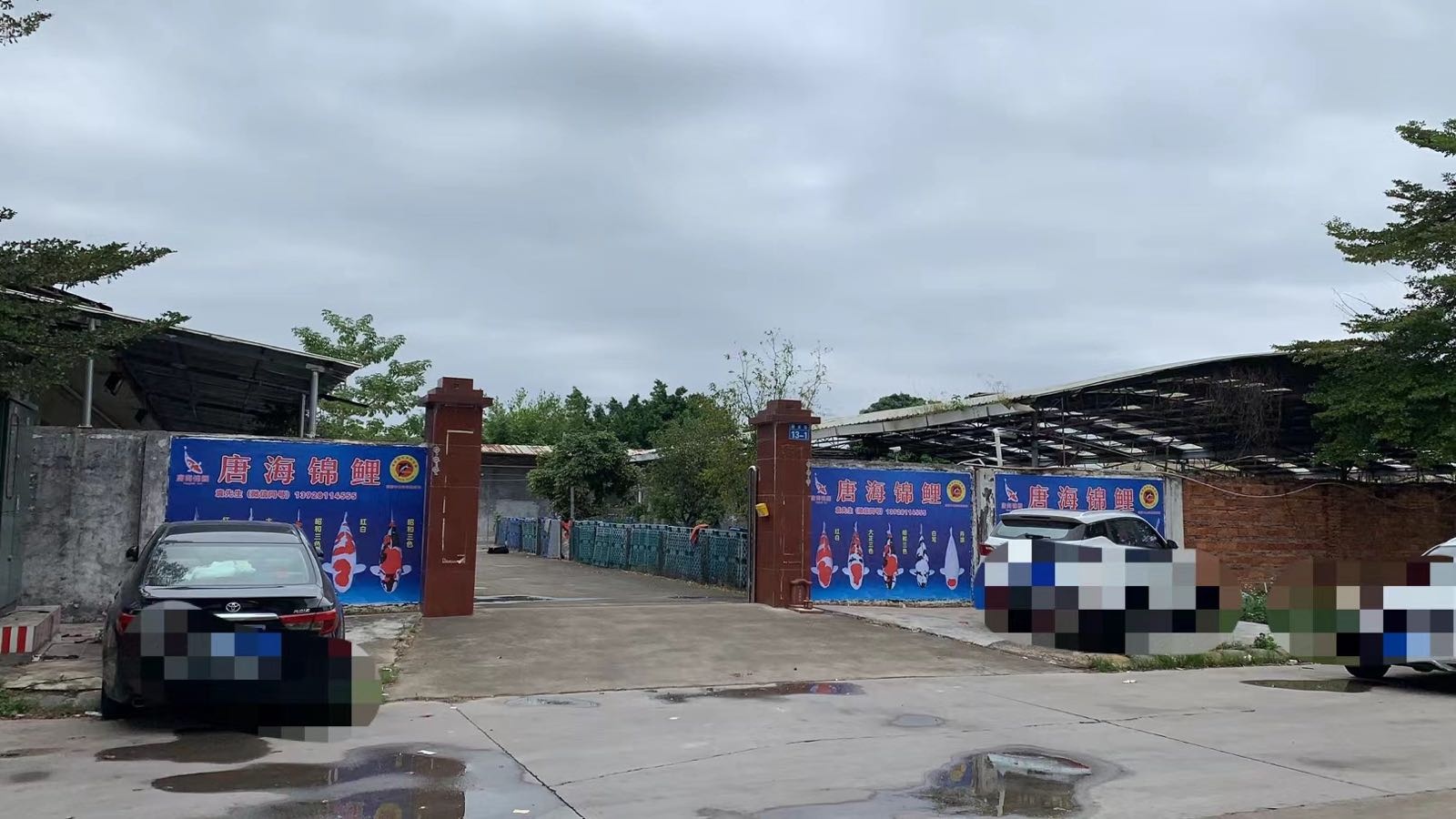 唐海锦鲤(古镇店)