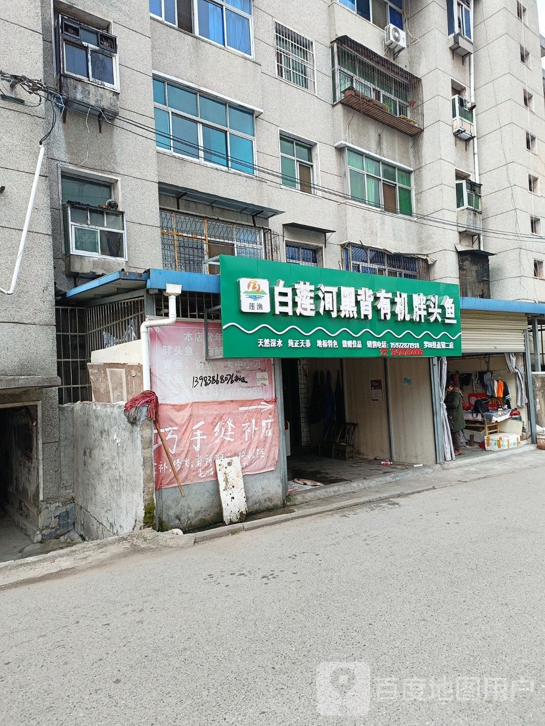 莲渔白莲河黑背有机胖头鱼