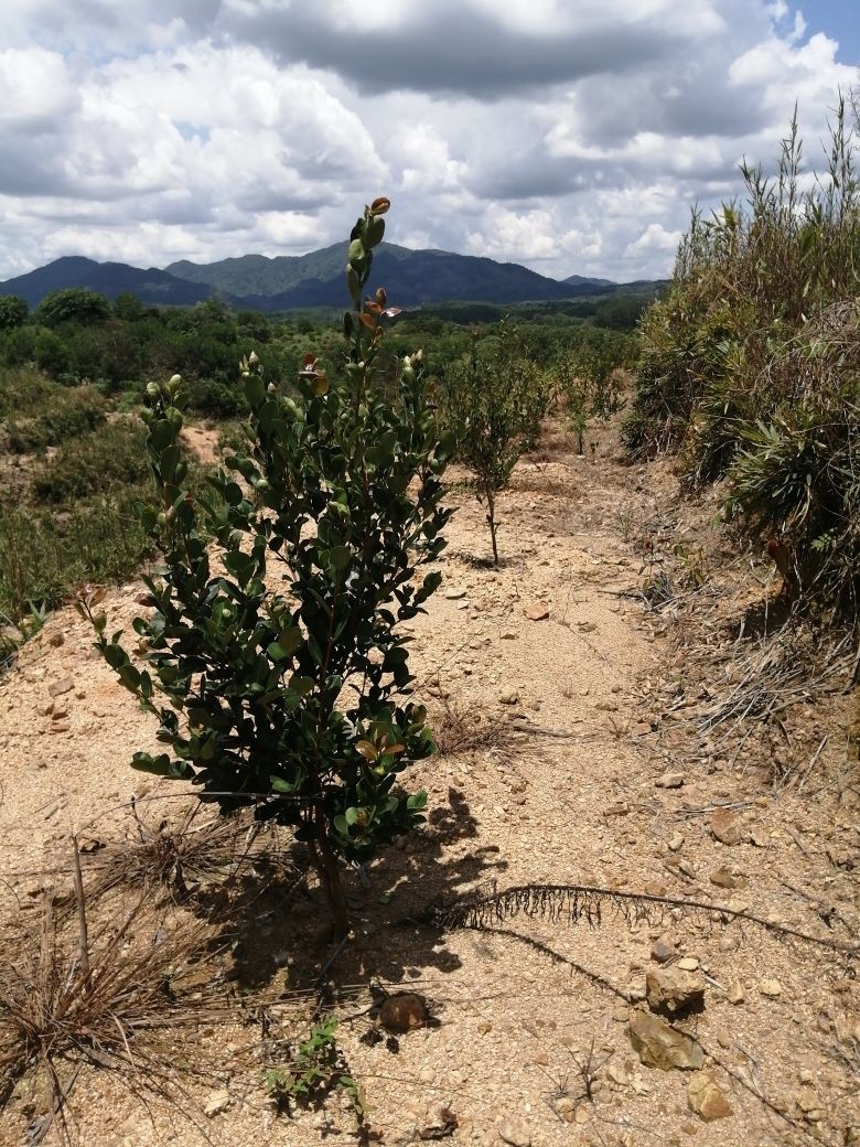 碧满园(海南)农业有限公司一期油茶示范园