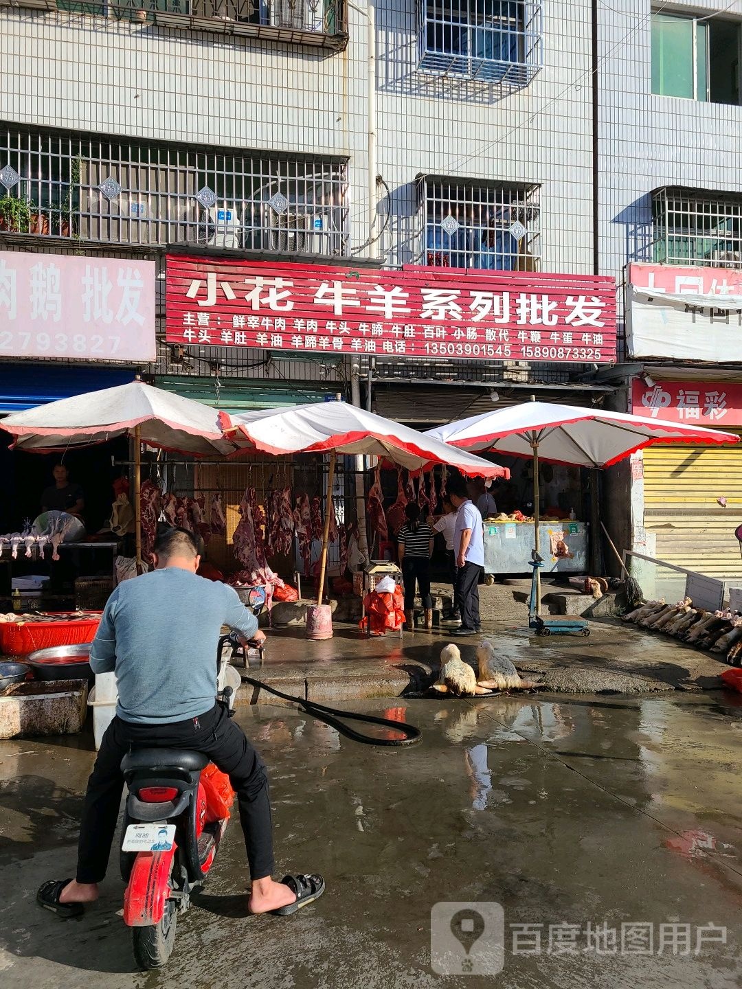 邓州市小花牛羊系列批发