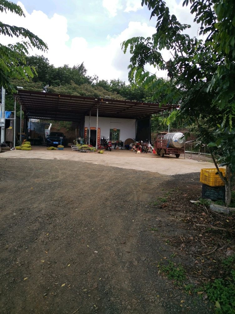 文昌九肖菠萝蜜收购批发