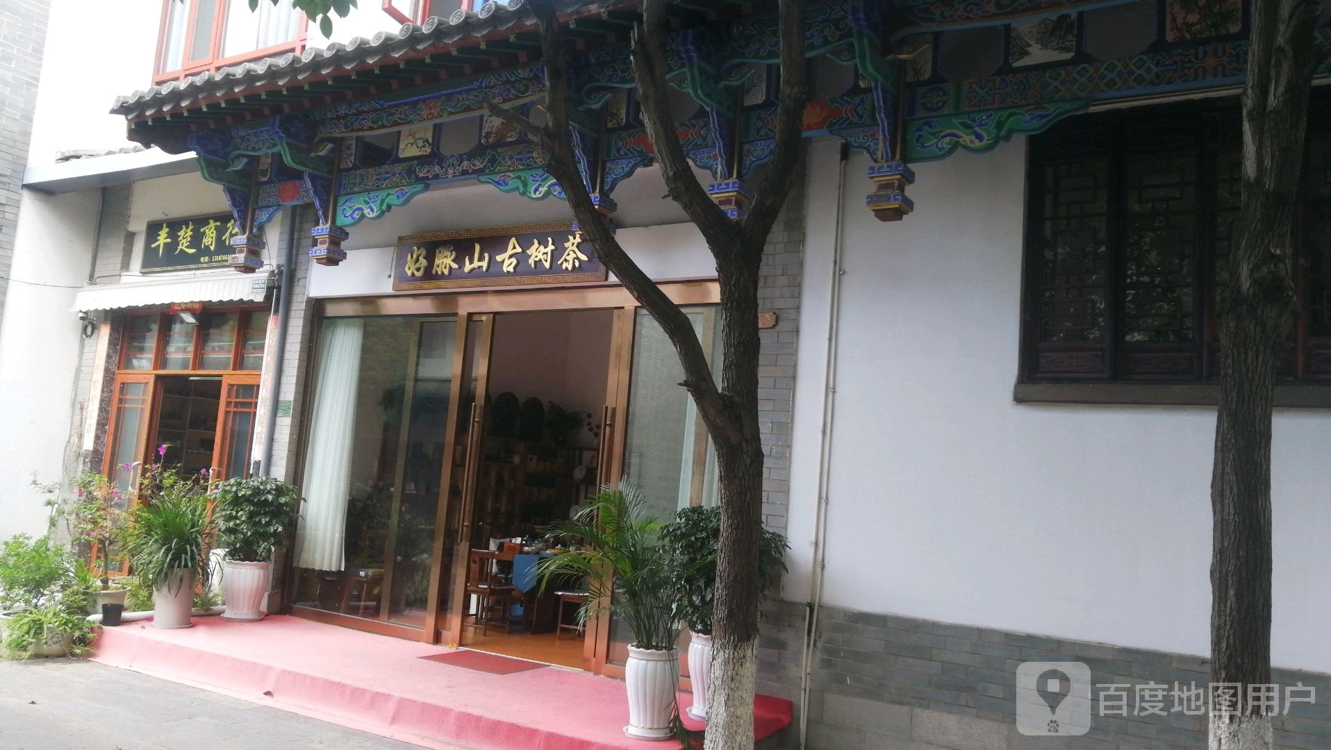 好脉山古树茶