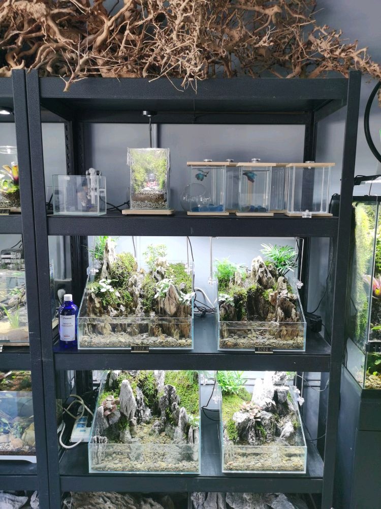 鱼植溪自然生态景观
