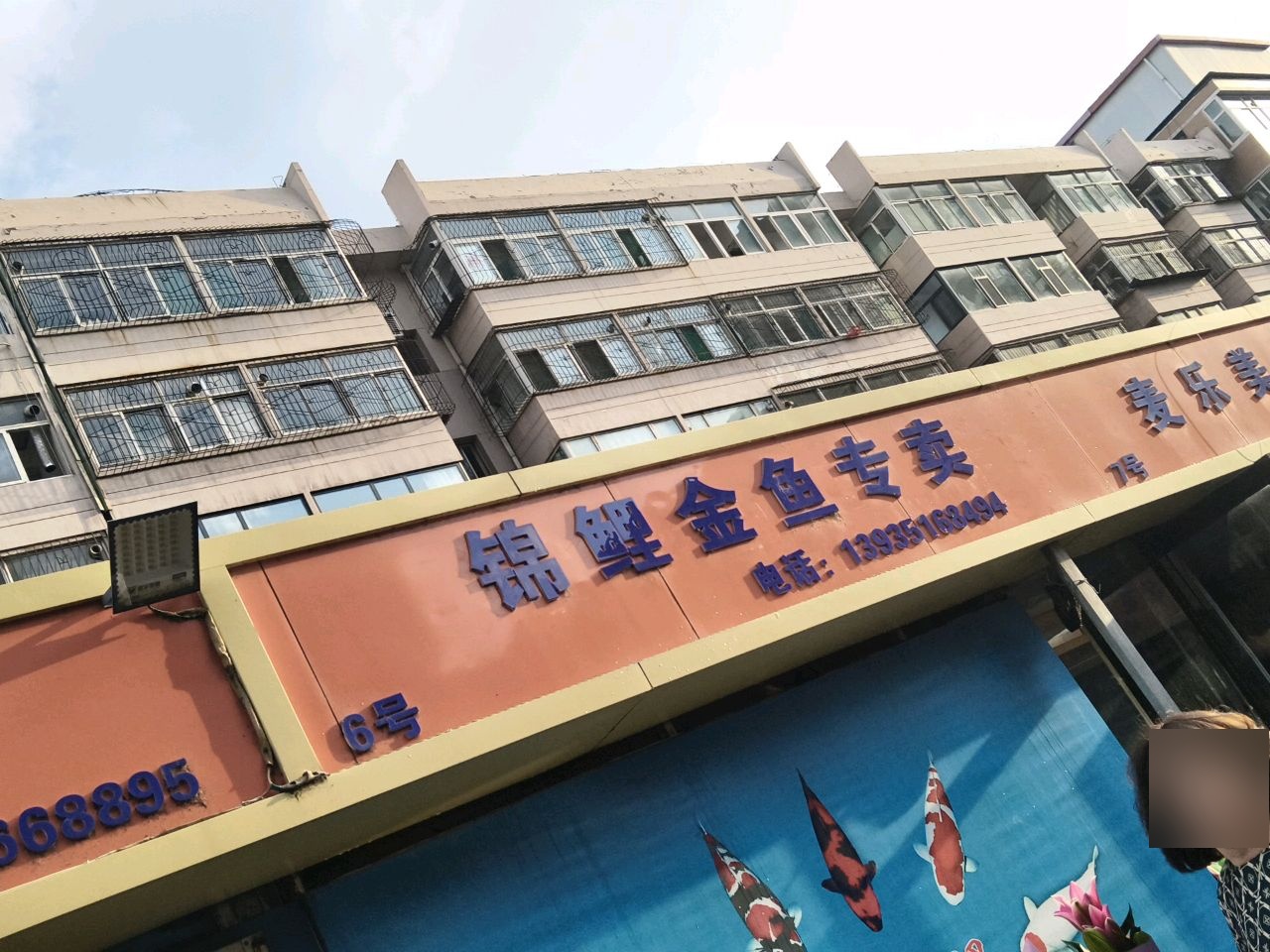 锦鲤金鱼专卖