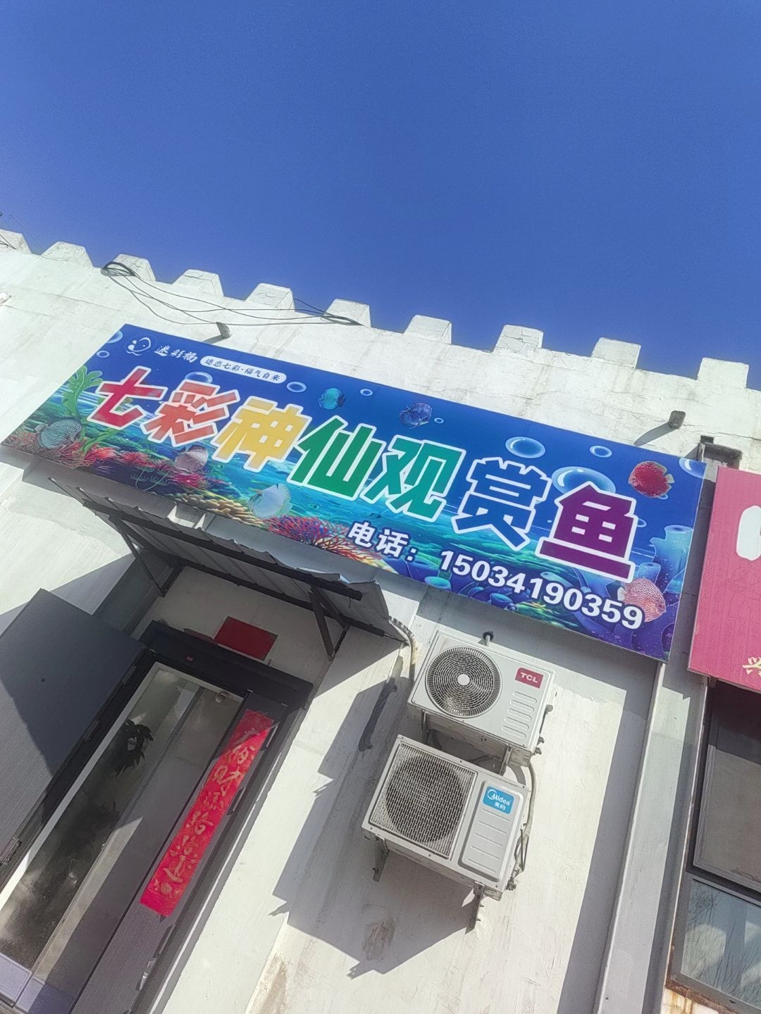 迷彩福七彩观赏鱼