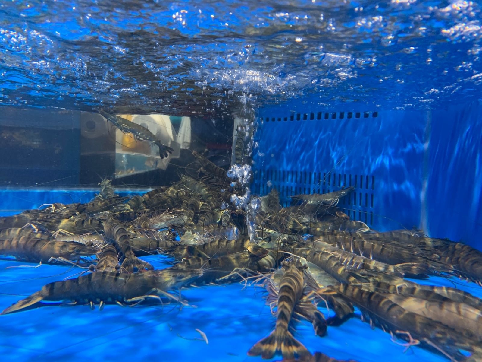 維品鮮生超市(大理愛(ài)琴海購物公園店)