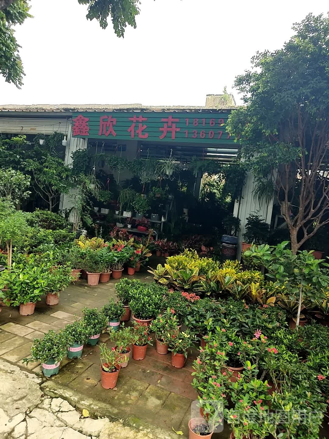 鑫欣花卉(四川路店)