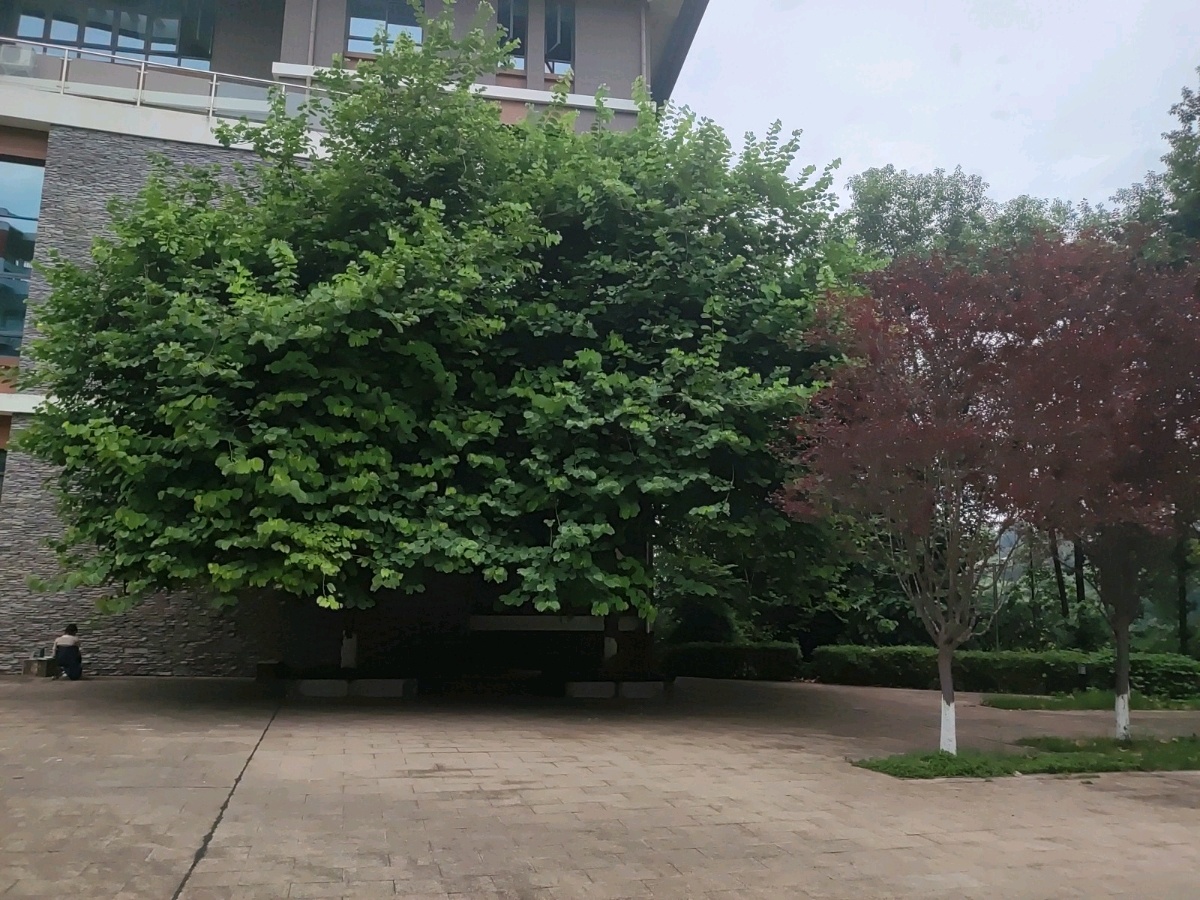 乐山示范学院-植物园