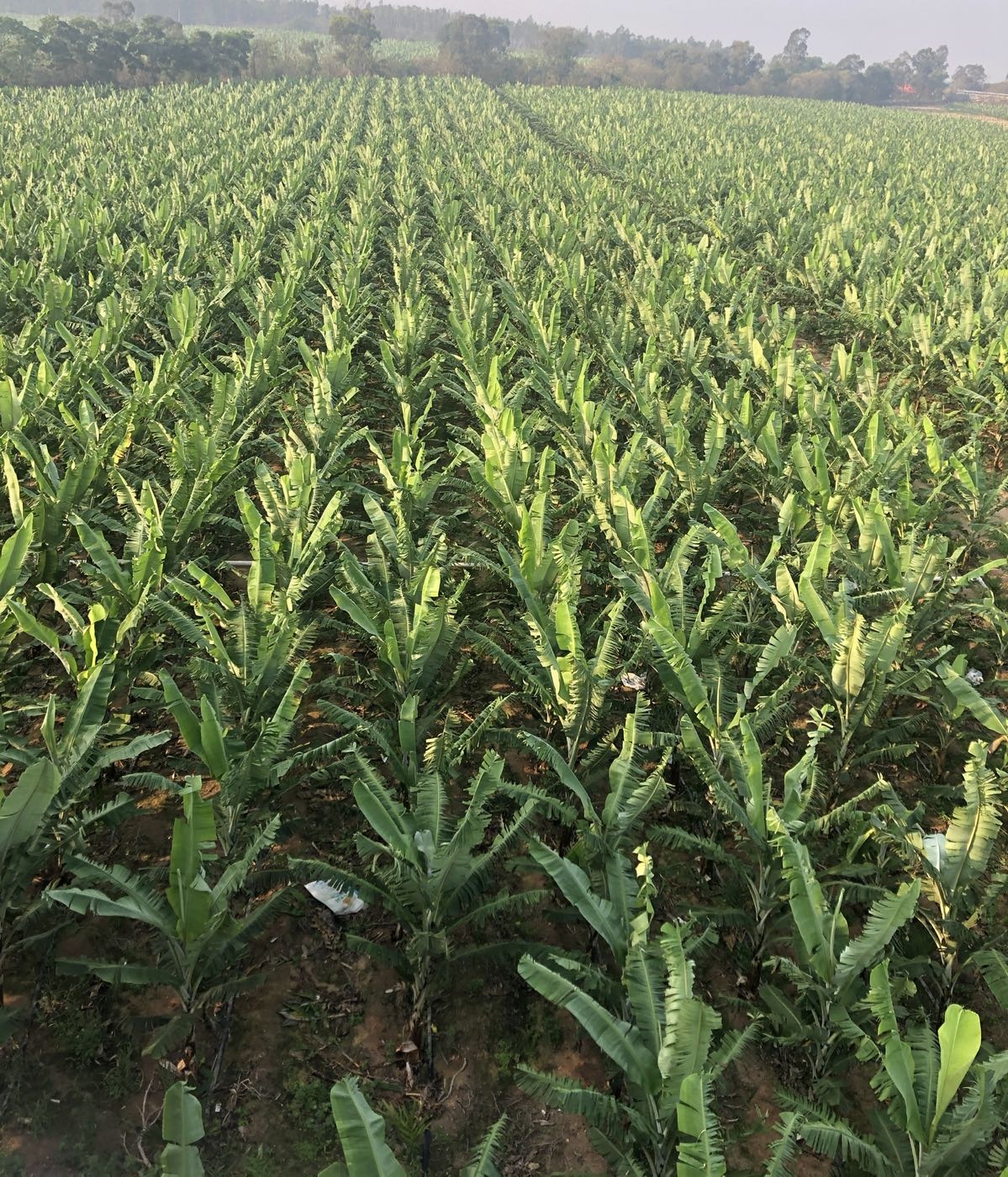 海南广青农业发展有限公司