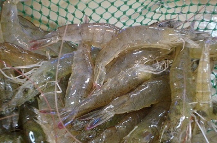 阿顺度假村