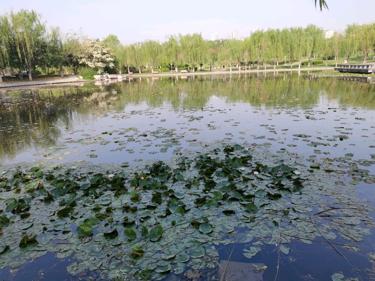 赵苑公园-芦蒲经纶
