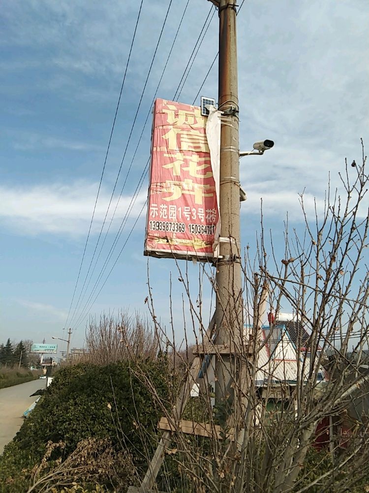 诚信花卉