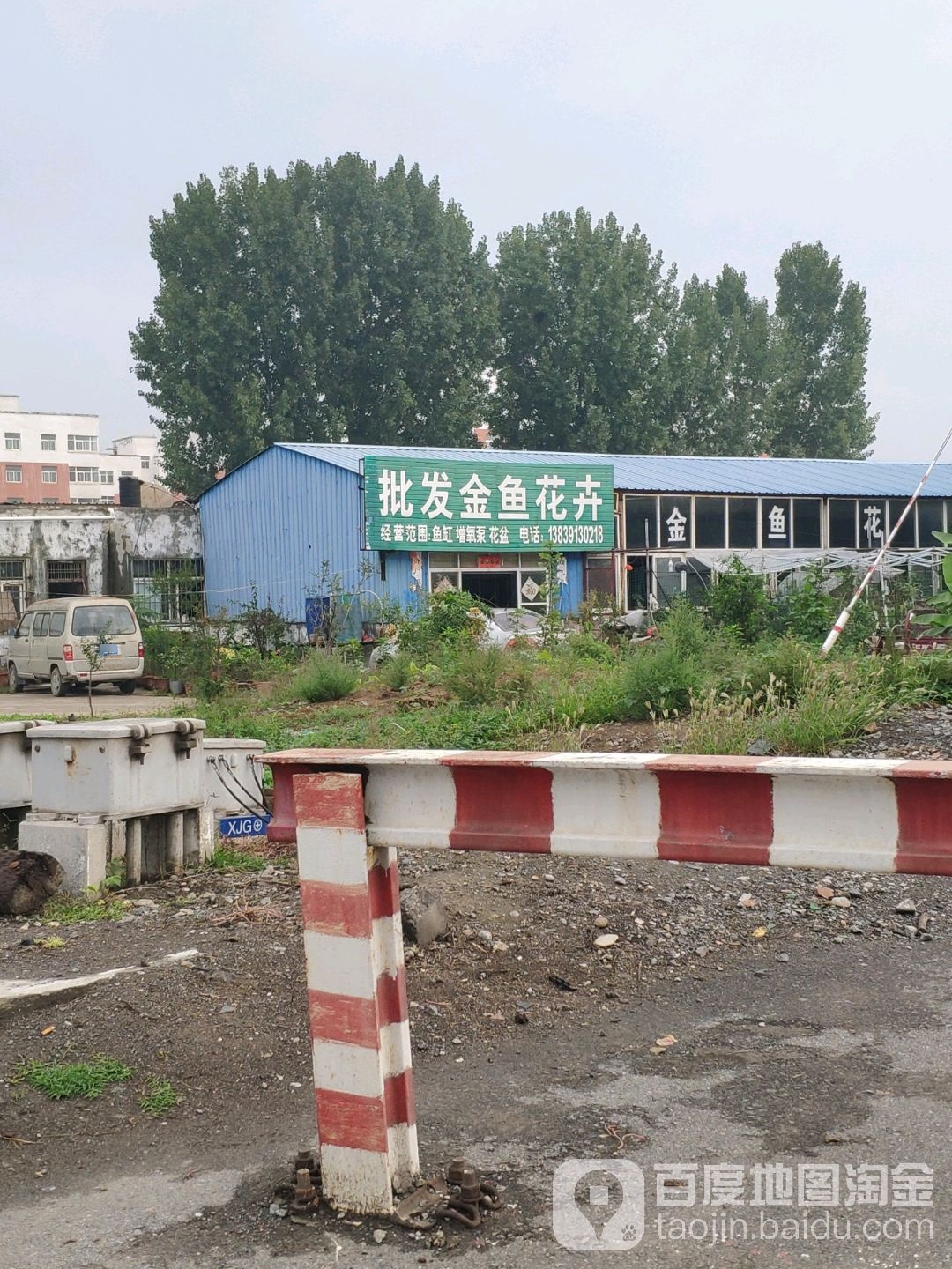 批发金鱼花卉