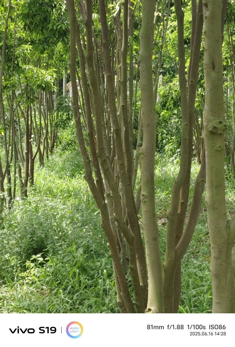 万宁后安大发边田奇楠沉香苗场