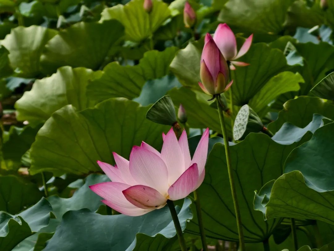 荷花池