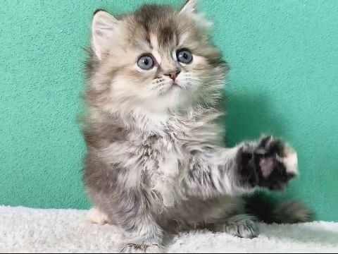 宠尚宠物市场猫舍犬舍猫狗基地