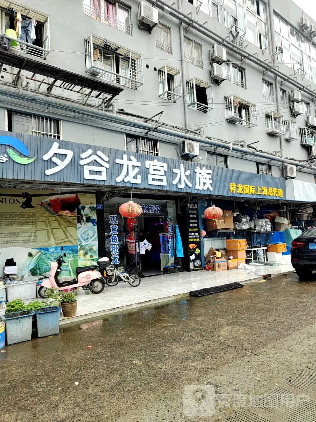 夕谷龙宫水族(高潮水族批发市场店)