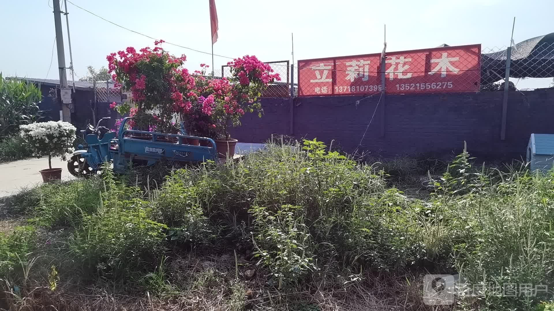 立莉苗木油
