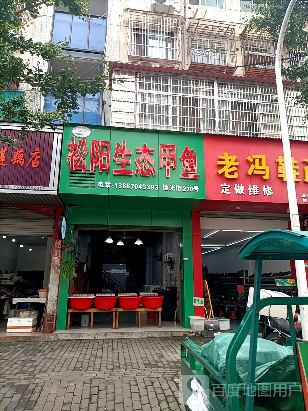 松阳生态甲鱼(丽水专卖店)