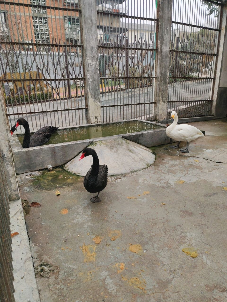 水禽馆