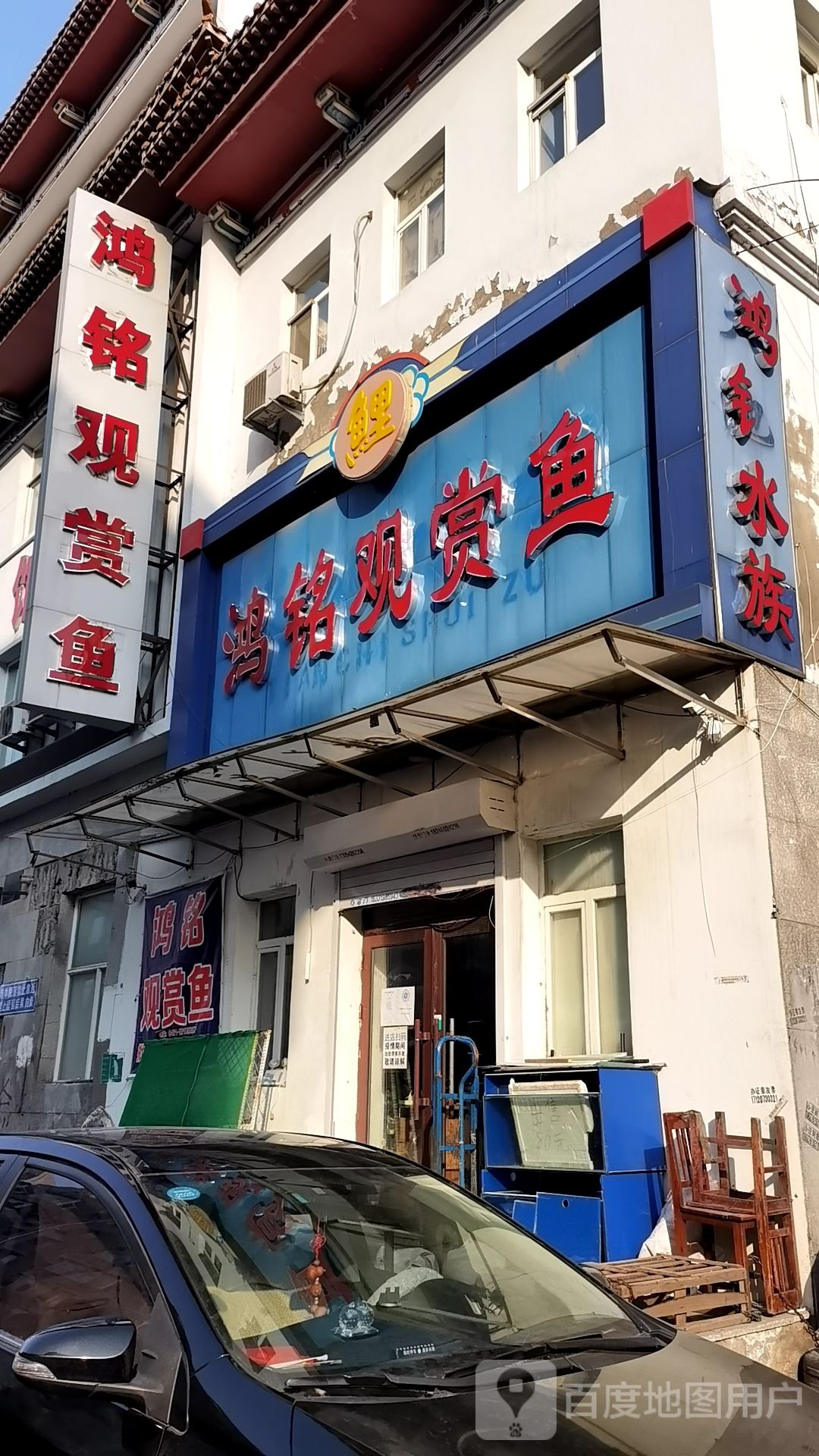鸿铭观赏鱼