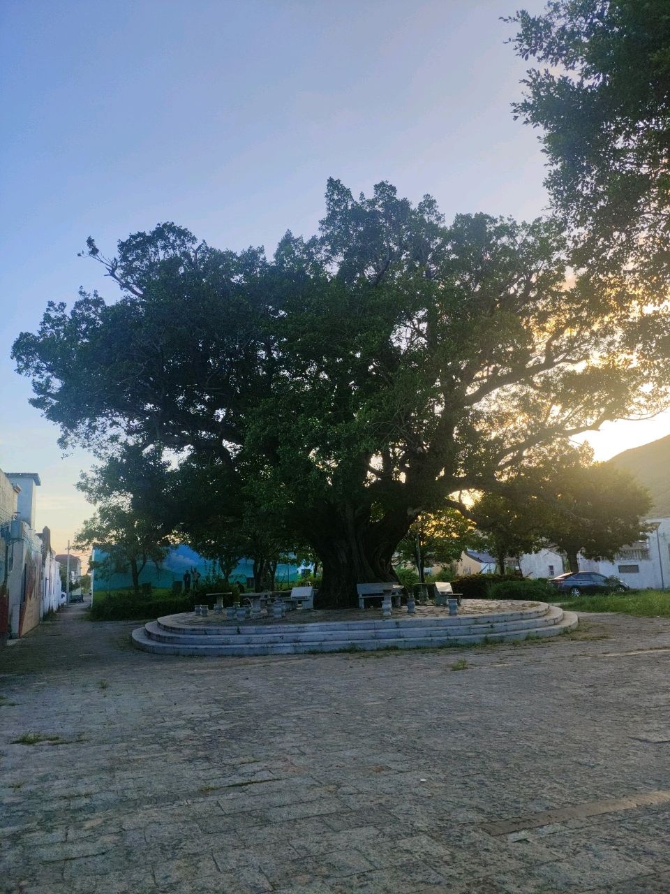 黄厝寮百年榕树