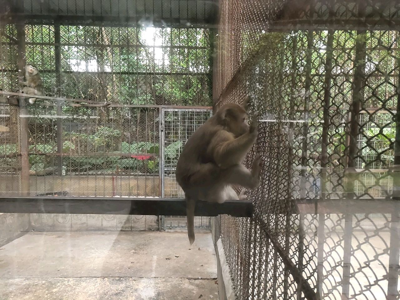 豚尾猴