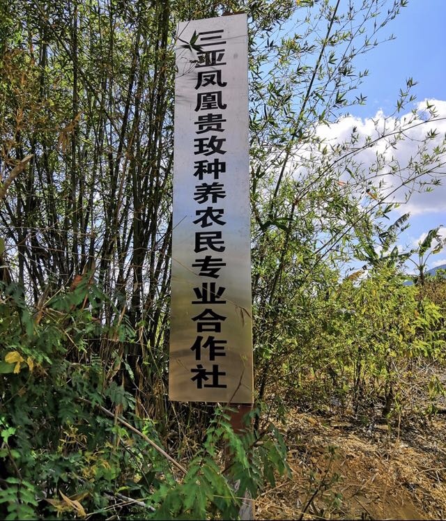 三亚凤凰贵玫种养农民专业合作社