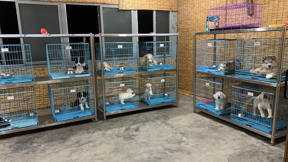 广州狗场犬舍宠物基地