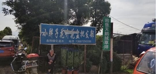 小胖子花卉花盆批发