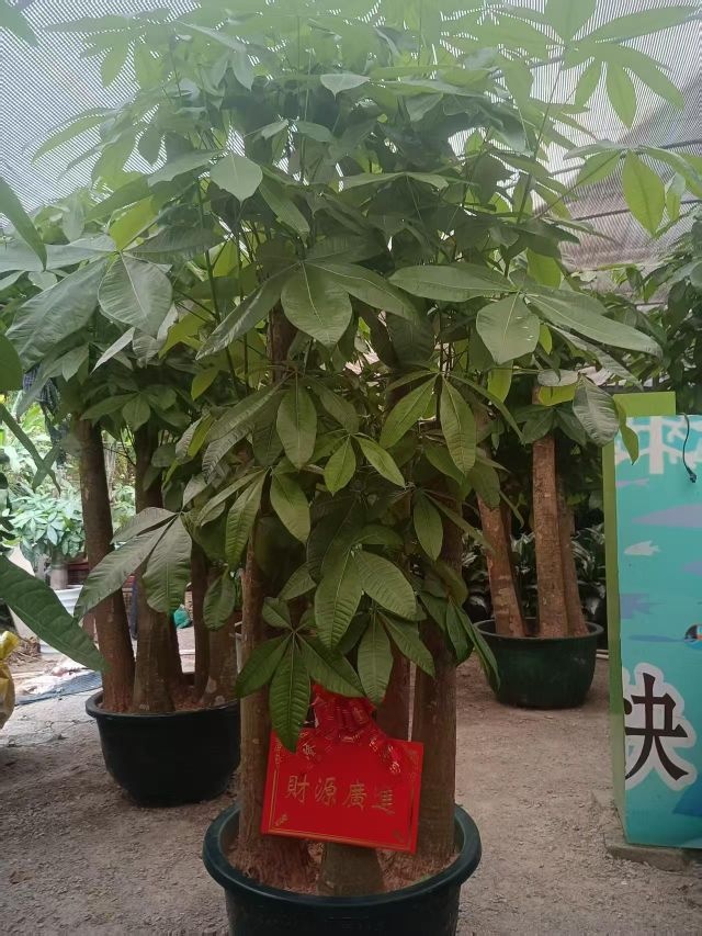 新加缘园艺花木场花店