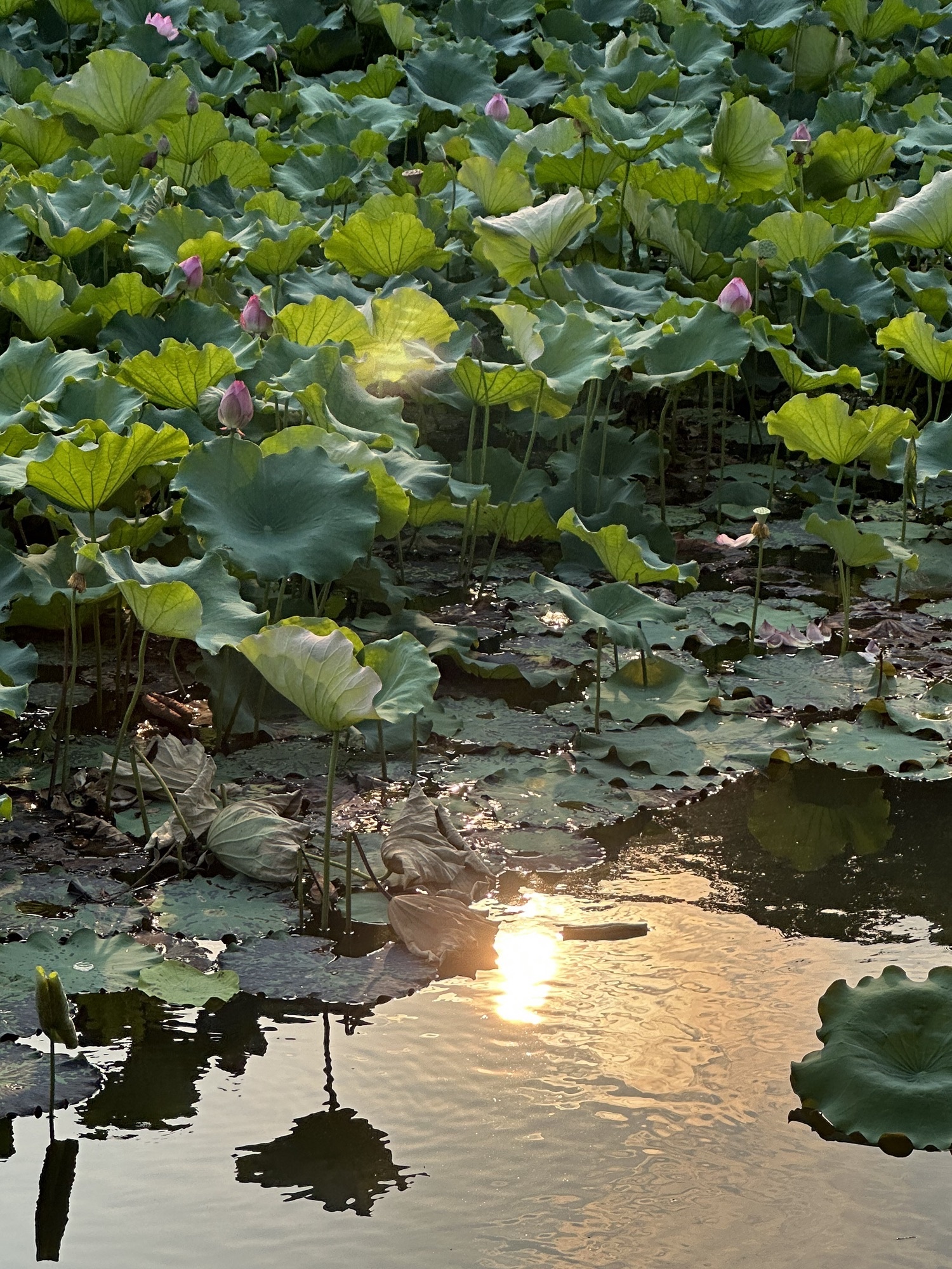 永川观音山公园