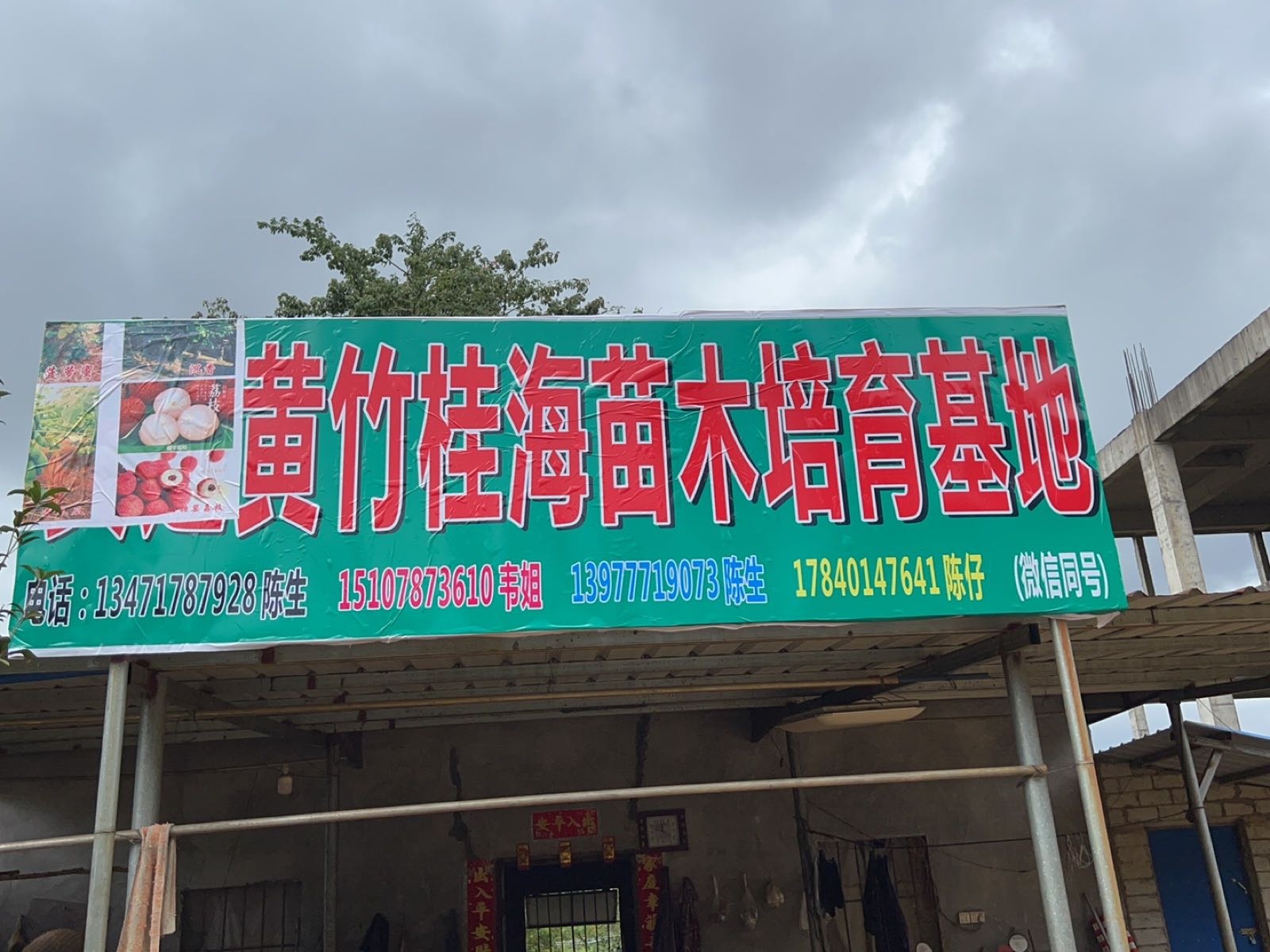 黄竹桂海苗木培育基地