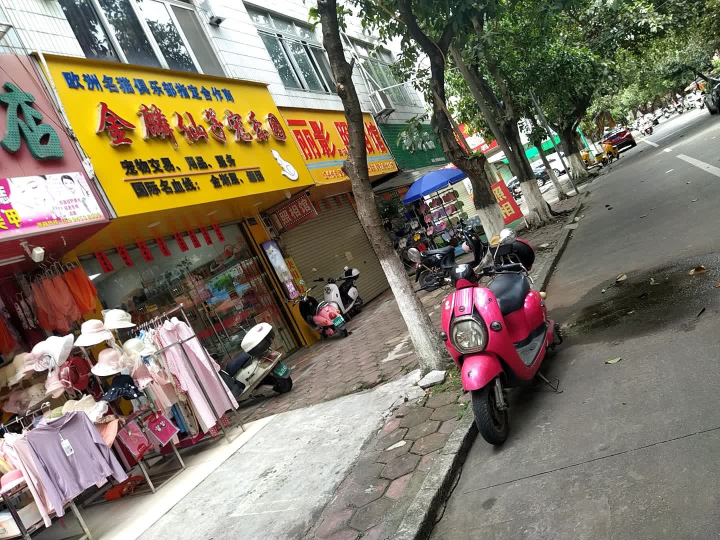 金鳞仙子宠乐园