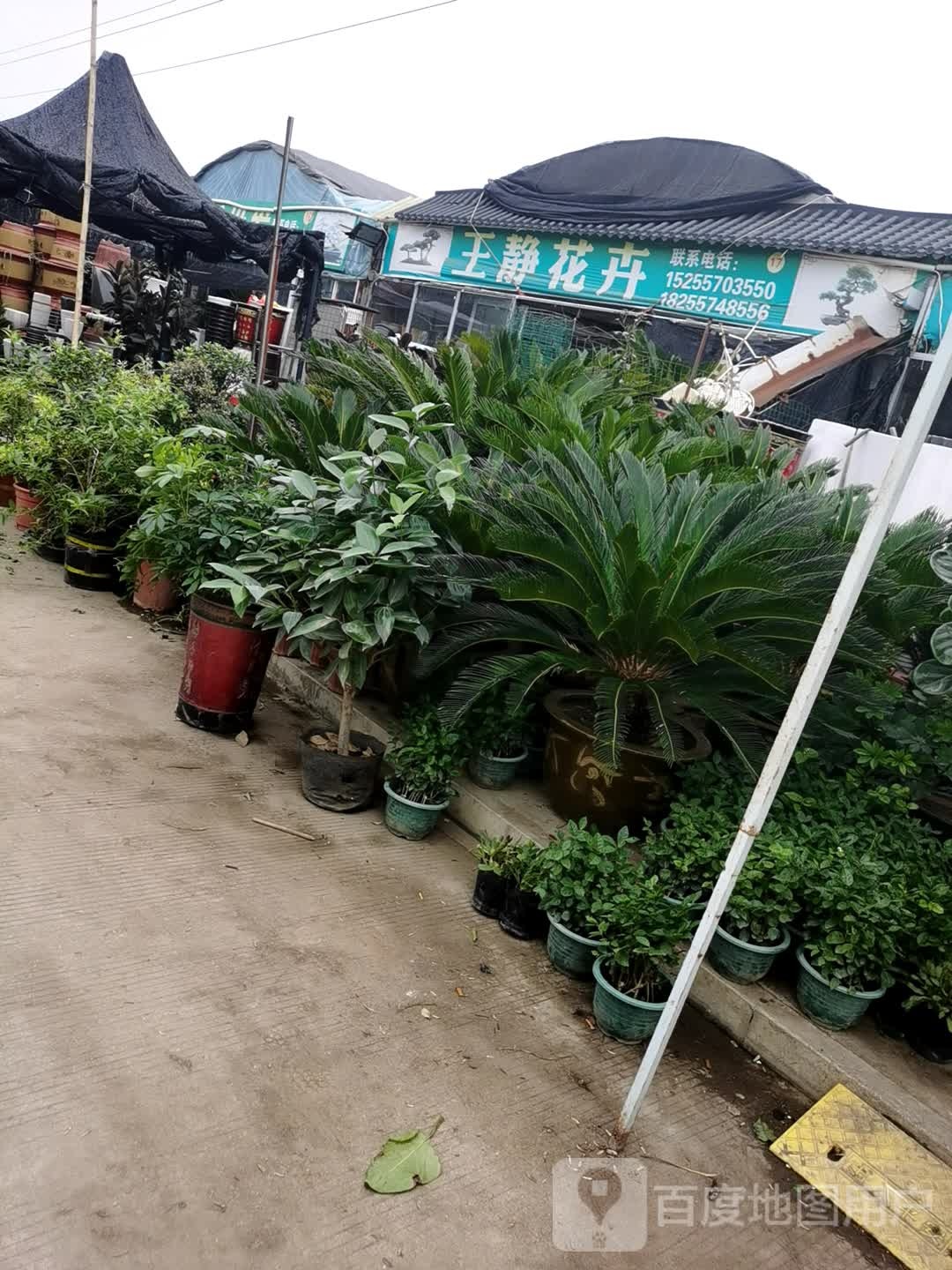 王晶花卉
