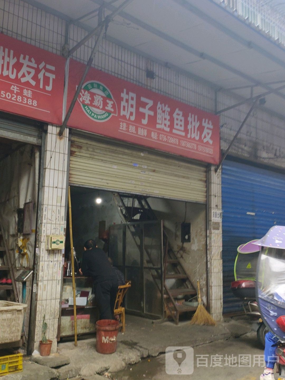 胡子链鱼批发