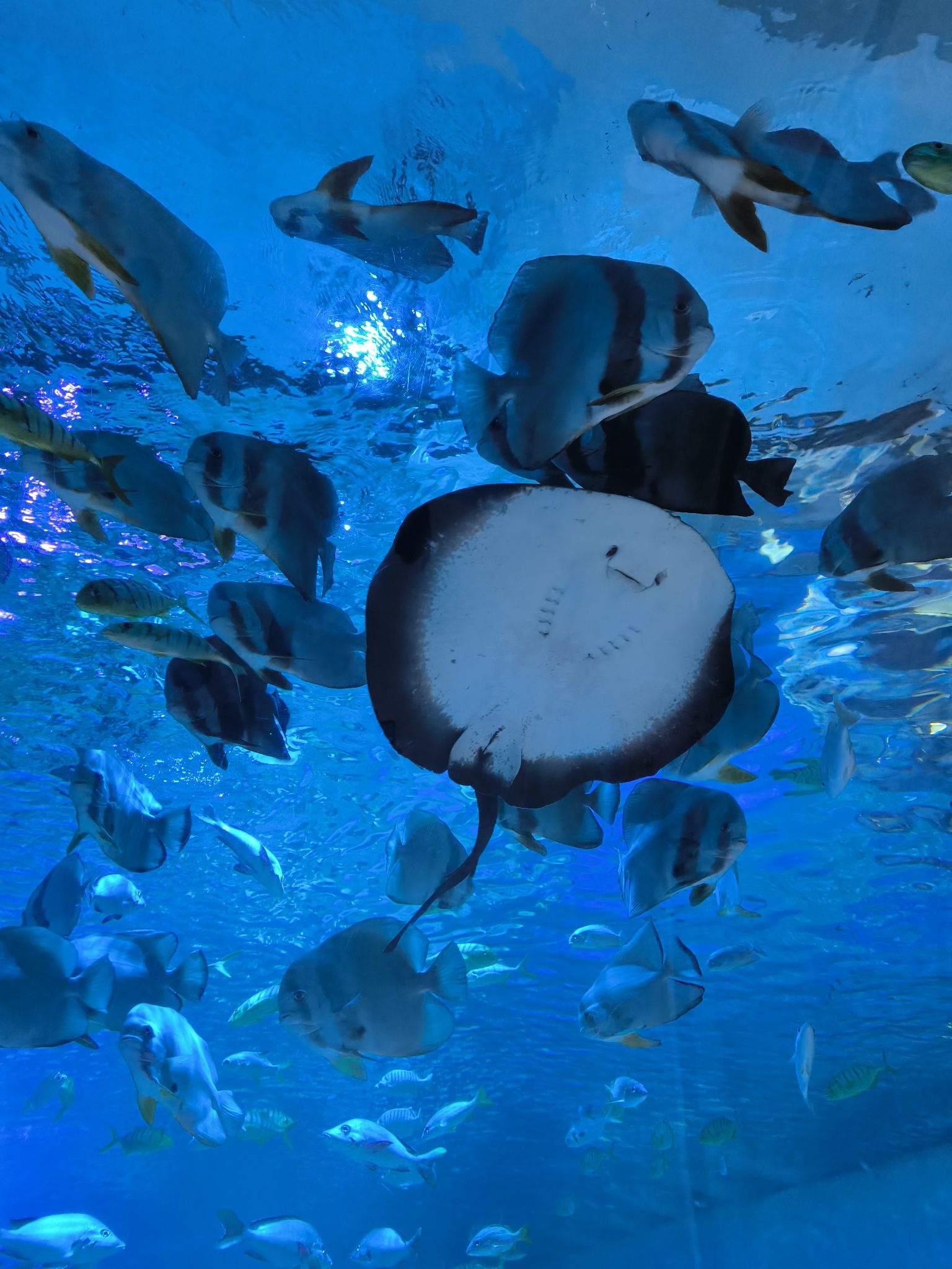 海之韵极地海洋公园(大和国际购物中心店)